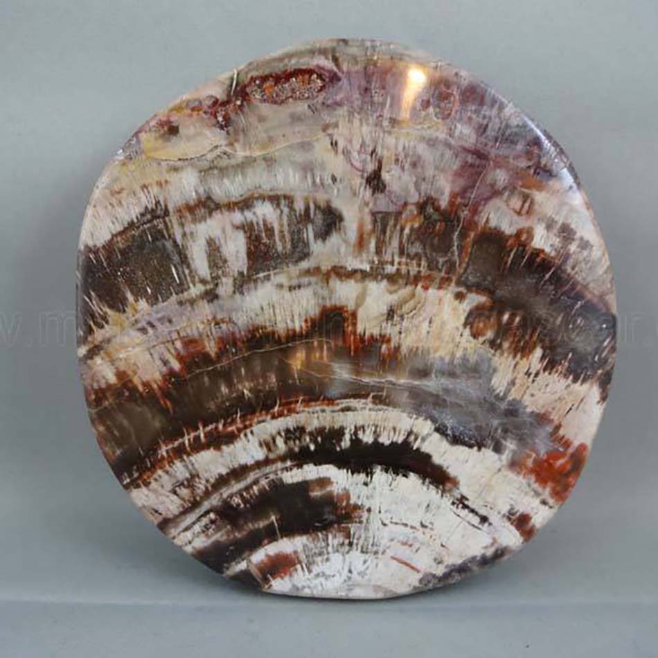 petrified wood polished slab