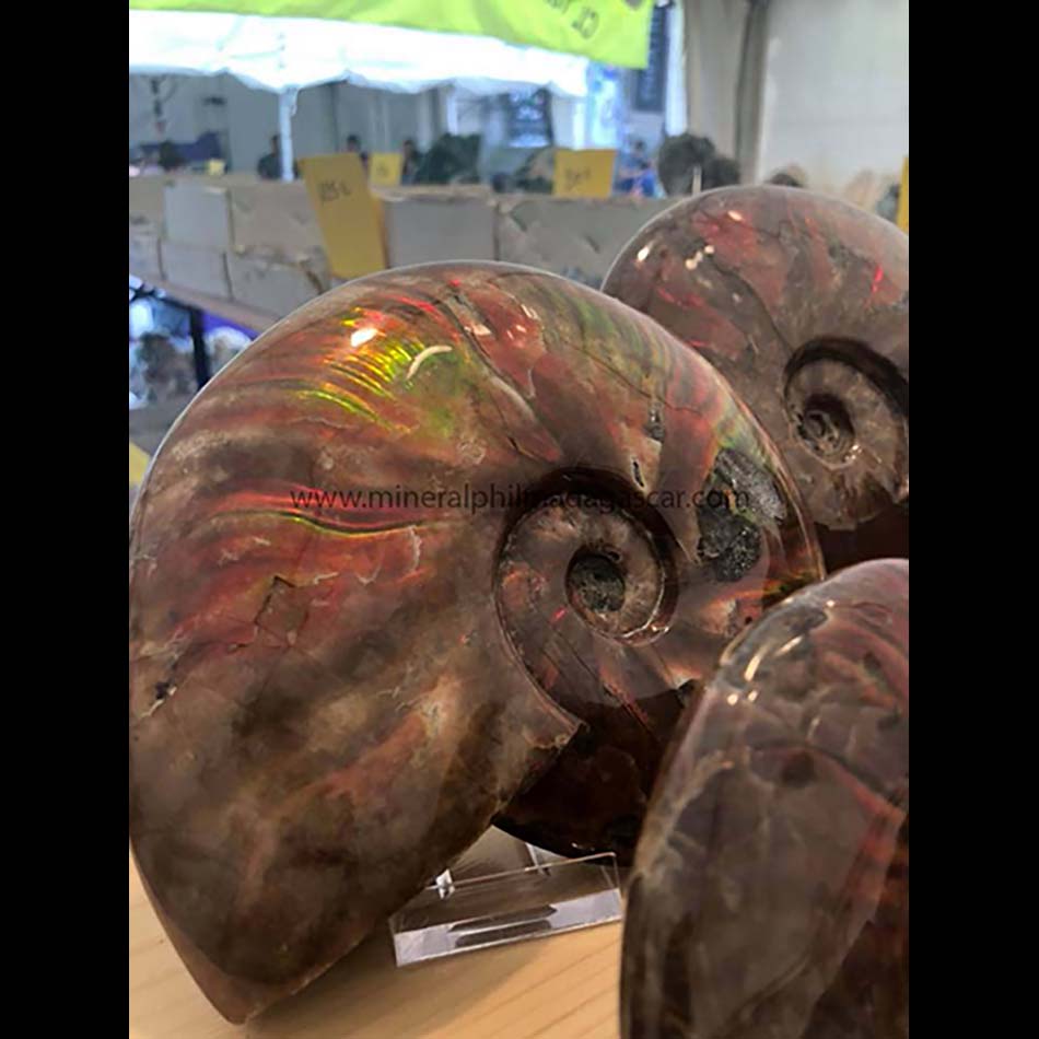 red ammonite